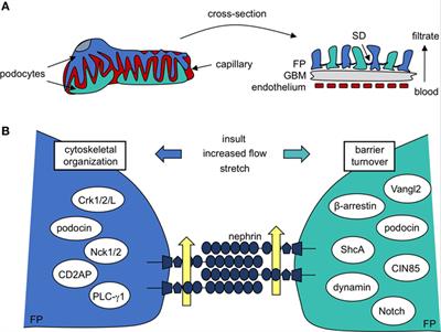 Nephrin Signaling in the Podocyte: An Updated View of Signal Regulation at the Slit Diaphragm and Beyond